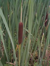 Bulrush bull rushes for sale  BRIDGWATER