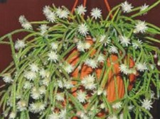 Rhipsalis pilocarpa cactus d'occasion  Expédié en Belgium