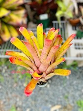 Aechmea greg vivid for sale  San Juan