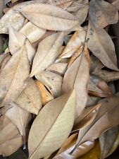 Organic 100 magnolia for sale  North Augusta