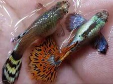Live guppy dumbo for sale  Loxahatchee