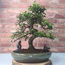 Large chinese elm for sale  LEEDS