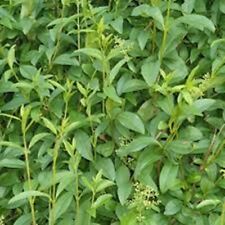 1.2m tall green for sale  ALTON