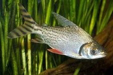 Red flagtail prochilodus for sale  Miami