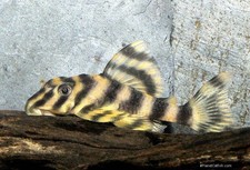 Pack clown pleco for sale  Haslet