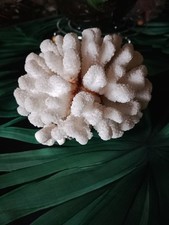 Grand corail blanc d'occasion  Reims
