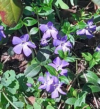 30x immergrün vinca gebraucht kaufen  Berlin