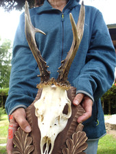 Kap rehbock 444g gebraucht kaufen  Sonneberg