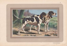 gascon saintongeois d'occasion  Expédié en Belgium