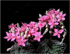 Graptopetalum tacitus bellum usato  Spedire a Italy