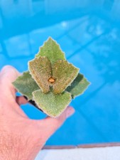Kalanchoe beharensis fang for sale  Port Charlotte