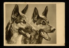 puppy german shepherd puppies for sale puppy german shepherd puppies for sale Trenton