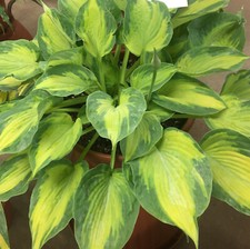 Hosta sister act for sale  Oak Creek