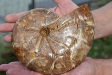 Ammonite holcophylloceras poly d'occasion  Pont-à-Mousson
