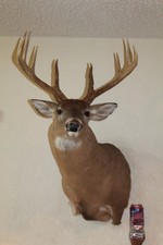 Wide whitetail deer for sale  Brandon