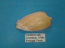Cymbium olla coquillage d'occasion  Conty