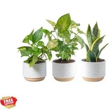 Live indoor plant for sale  Richmond