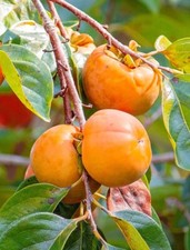Persimmon fuyu live for sale  Plant City