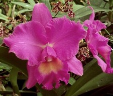 Cattleya newberry beauty for sale  Laurens