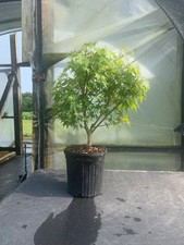 Japanese green maple for sale  Louisburg