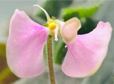 African violet wesley for sale  Summerville