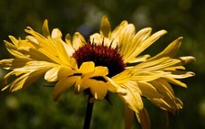 Brown eyed susan for sale  Saint Peters