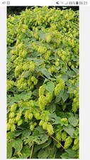 Medium organic fuggle for sale  UK
