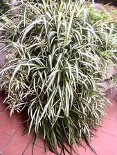 Piantine falangio chlorophytum usato  Firenze