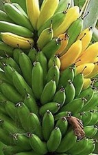 Musa dwarf cavendish for sale  Fresno