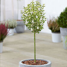 Syringa white tree for sale  UK