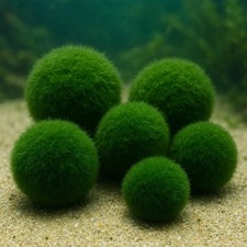 Moosball cladophora aegagropil gebraucht kaufen  Eitelborn, Arzbach, Simmern