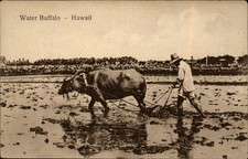 Water buffalo hawaii for sale  Clearwater