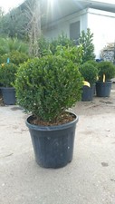 Pianta buxus bosso usato  Altamura