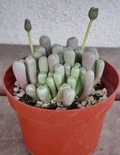 Fenestraria rhopalophylla baby for sale  La Mirada