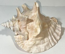 Large horned king for sale  Houston
