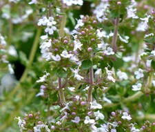 Thyme thymus vulgaris for sale  Bellevue