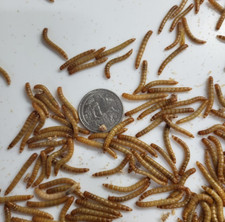 20000 large mealworms for sale  Ashland