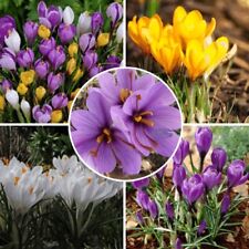 New crocus mixed for sale  MELTON MOWBRAY