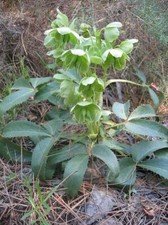 Helleborus argutifolius holly for sale  HORSHAM