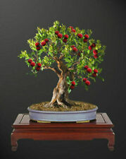 Rabezzolo arbutus unedo usato  Italia