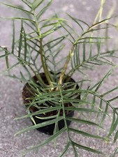 Philodendron tortum rare for sale  Fleming Island