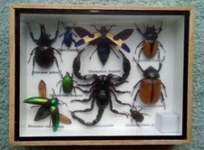 Real framed bugs for sale  STAFFORD