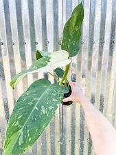 Philodendron jose buono for sale  Homestead