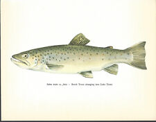 Beautiful lake trout for sale  FORDINGBRIDGE