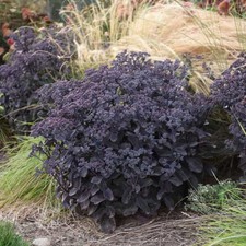 Back black sedum for sale  Hiawatha