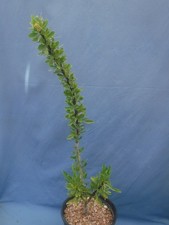 Ocotillo fouquieria splendens for sale  Tucson