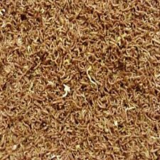 Freeze dried bloodworm for sale  WICKFORD