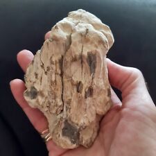 Bois fossilisé pétrifié d'occasion  Senlis
