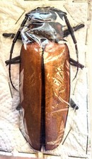 Callipogon armillatus 103mm for sale  Everett