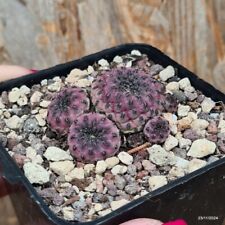 Sulcorebutia rauschii violacid usato  Trevi